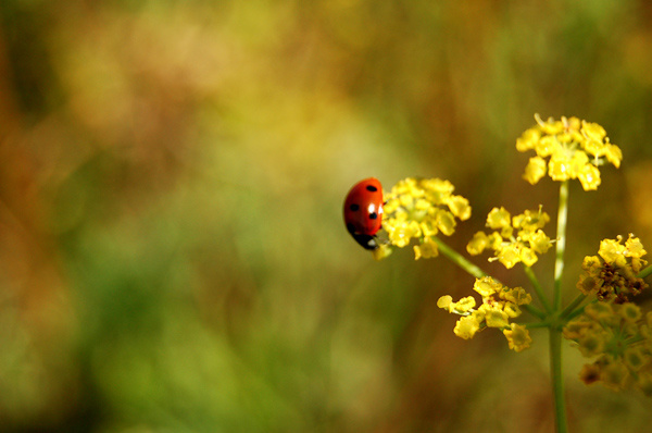 Солнечное лето Солнечное лето, солнце, lady bug