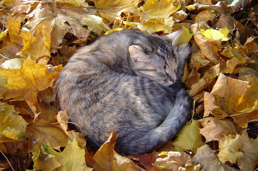 autumn dreams кот, осень, листья