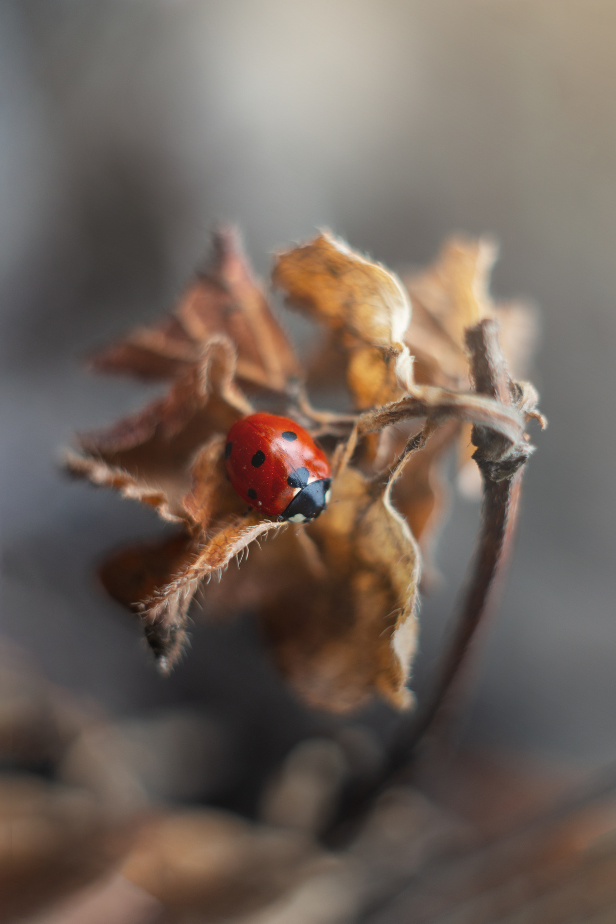Весеннее умиротворение magic ladybug ladybird garden outside insect up red withered brown grey gray leaves plant yellow orange dry spring весна сухой божья коровка сад dark