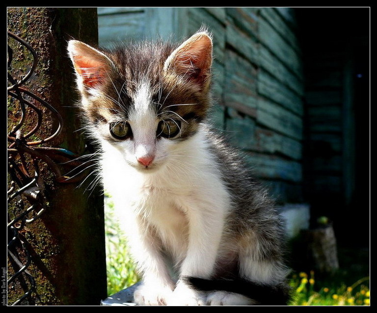 little sad cat котенок, грустный