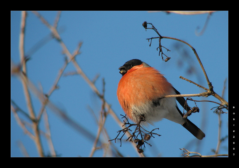 за трапезой снегирь bullfinch калина февраль
