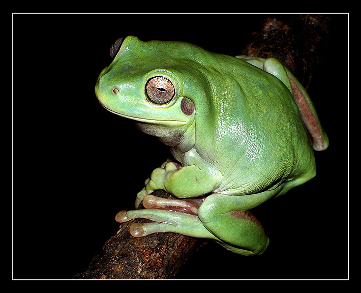 Не горюй! коралловопалая литория Litoria caerulea