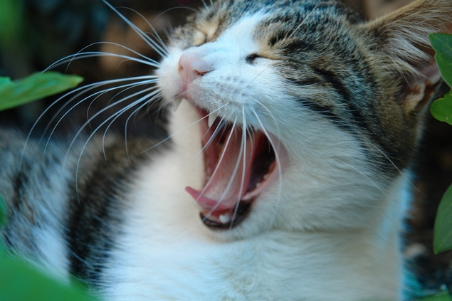 Лев Банифаций кот