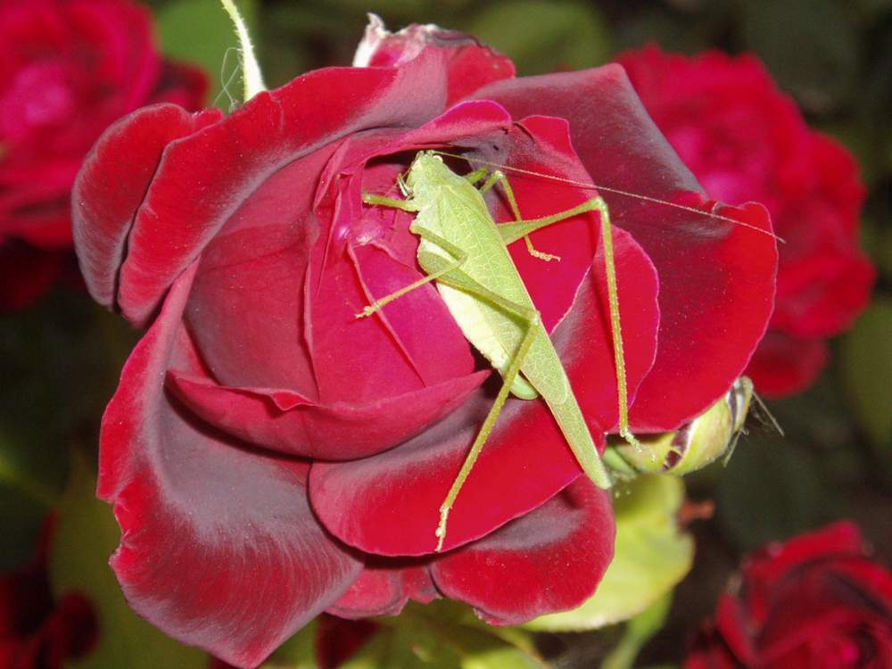 Grasshopper in the rose rose