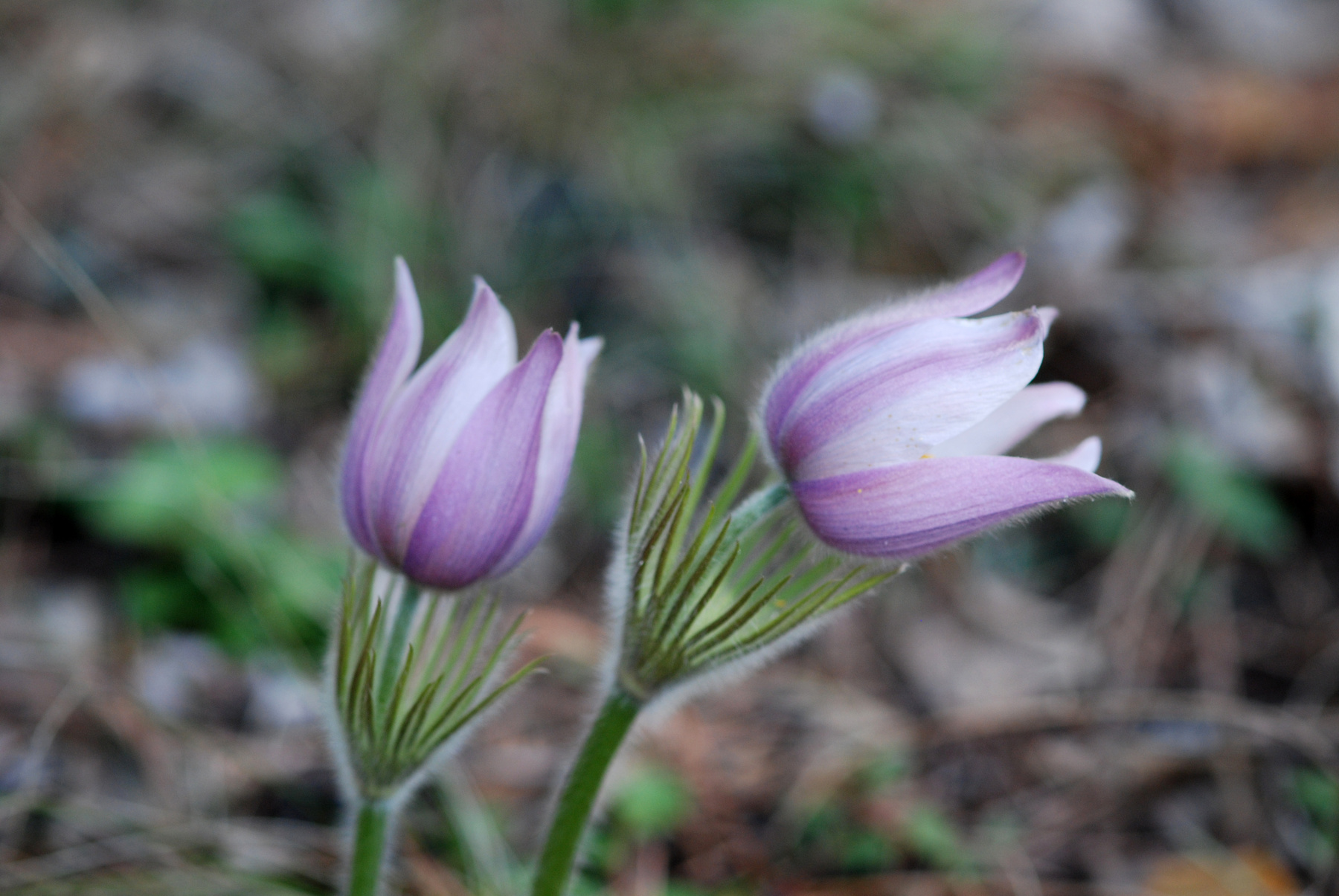 Прострел раскрытый или Сон-трава (Pulsatilla patens - Ranunculaceae) Прострел раскрытый или Сон-трава Pulsatilla patens Ranunculaceae