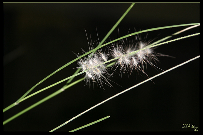 Shaggy creature macro flowers