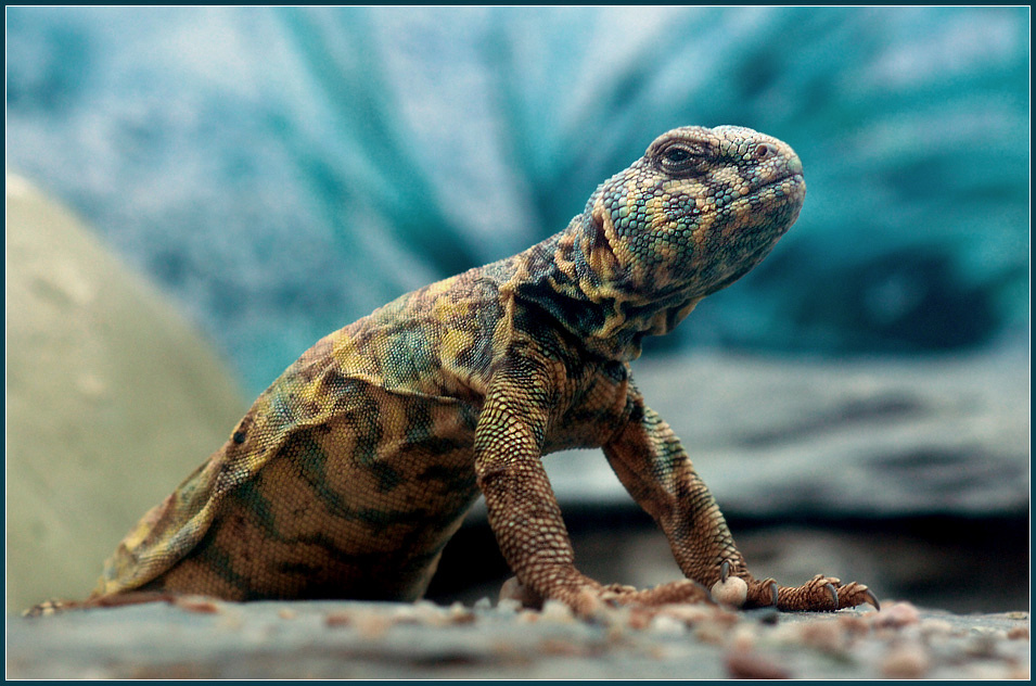 Новосел украшенный шипохвост Uromastyx ornatus