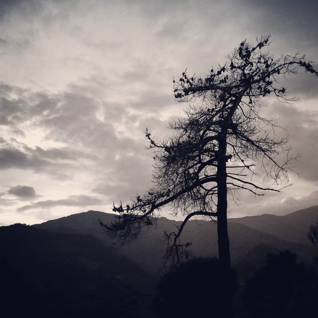 01.10.2016 - Дерево которого больше нет Italy mountains clouds trees october октябрь горы облака высоко деревья шишки путешествие amazing Альпы Alps
