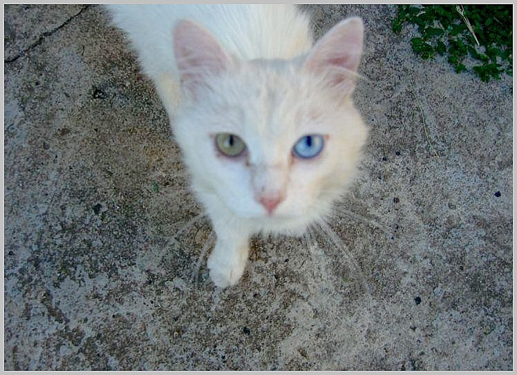 котик 