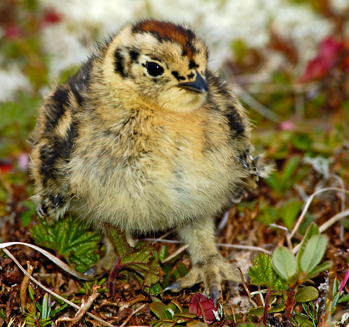 Меховые лапки Белая куропатка, Lagopus lagopus, Willow Ptarmigan, Tobseda, Barents Sea, Arctic