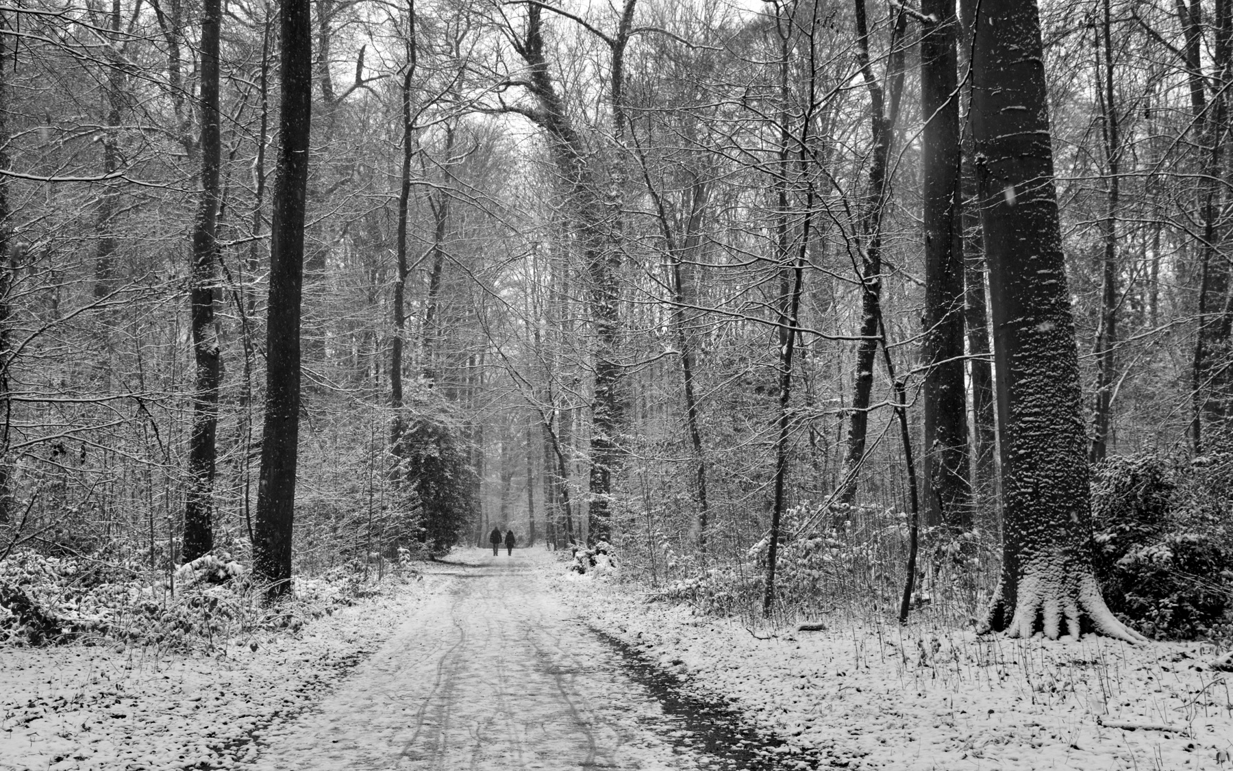 Двое.   (ч/б вариант) Снег парк зима двое ч б