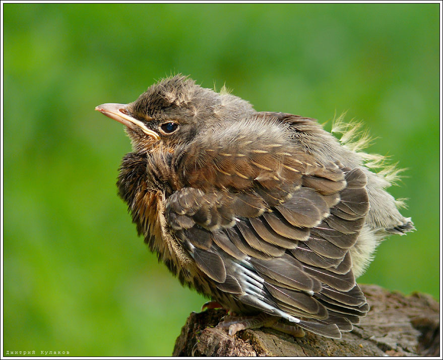 Смельчак Птенец рябинника Turdus pilaris