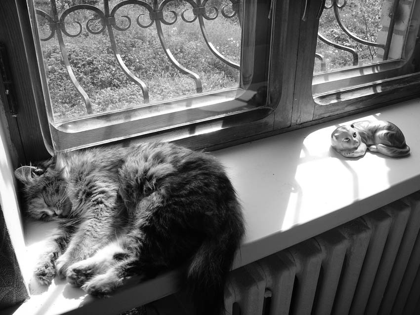 Кошки 