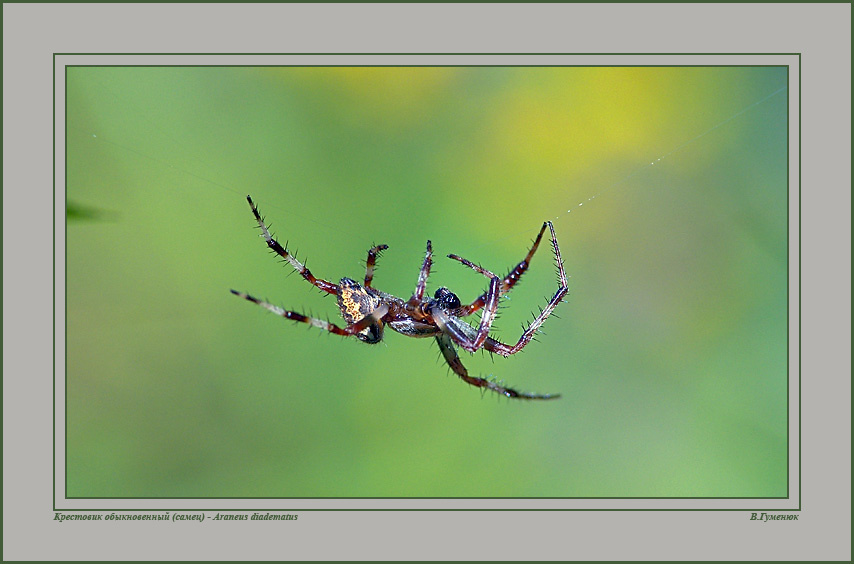 Крестовик (еще один худой) Паук Семейство Крестовики  Araneidae
