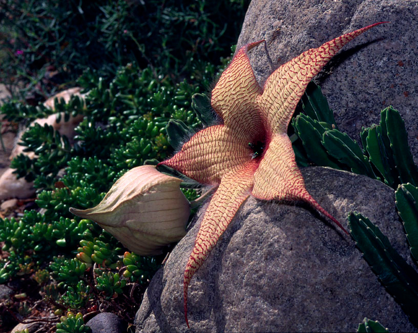 Странненький цветочек Стапелия гигантская, Stapelia gigantea, Carrion Plant, Asclepiadaceae
