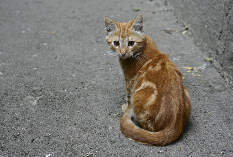 *** котенок