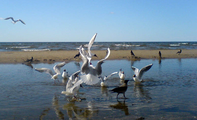 Воспоминания о лете чайки, море, пляж