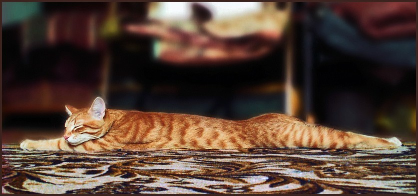 длинный рыжий сон рыжий кот