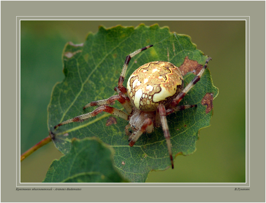 Крестовик (6) Паук из Семейства Крестовики  Araneidae