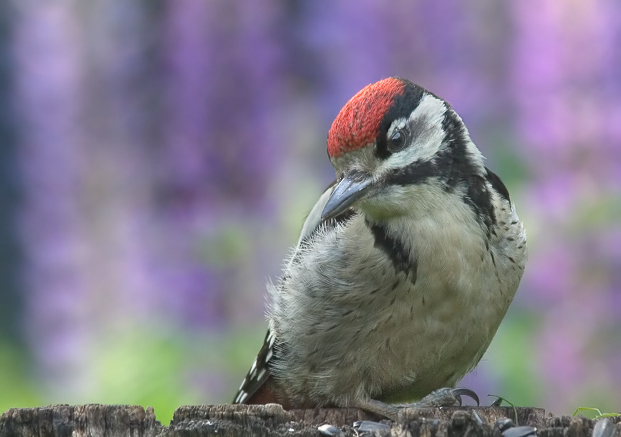 Грустный Слеток Большой пестрый дятел, Great Spotted Woodpecker, Dendrocopos major, грусть