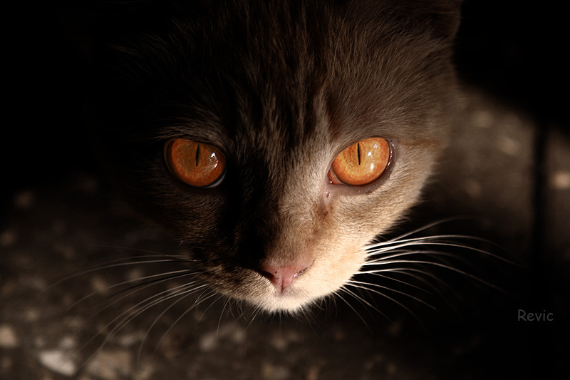 кот 