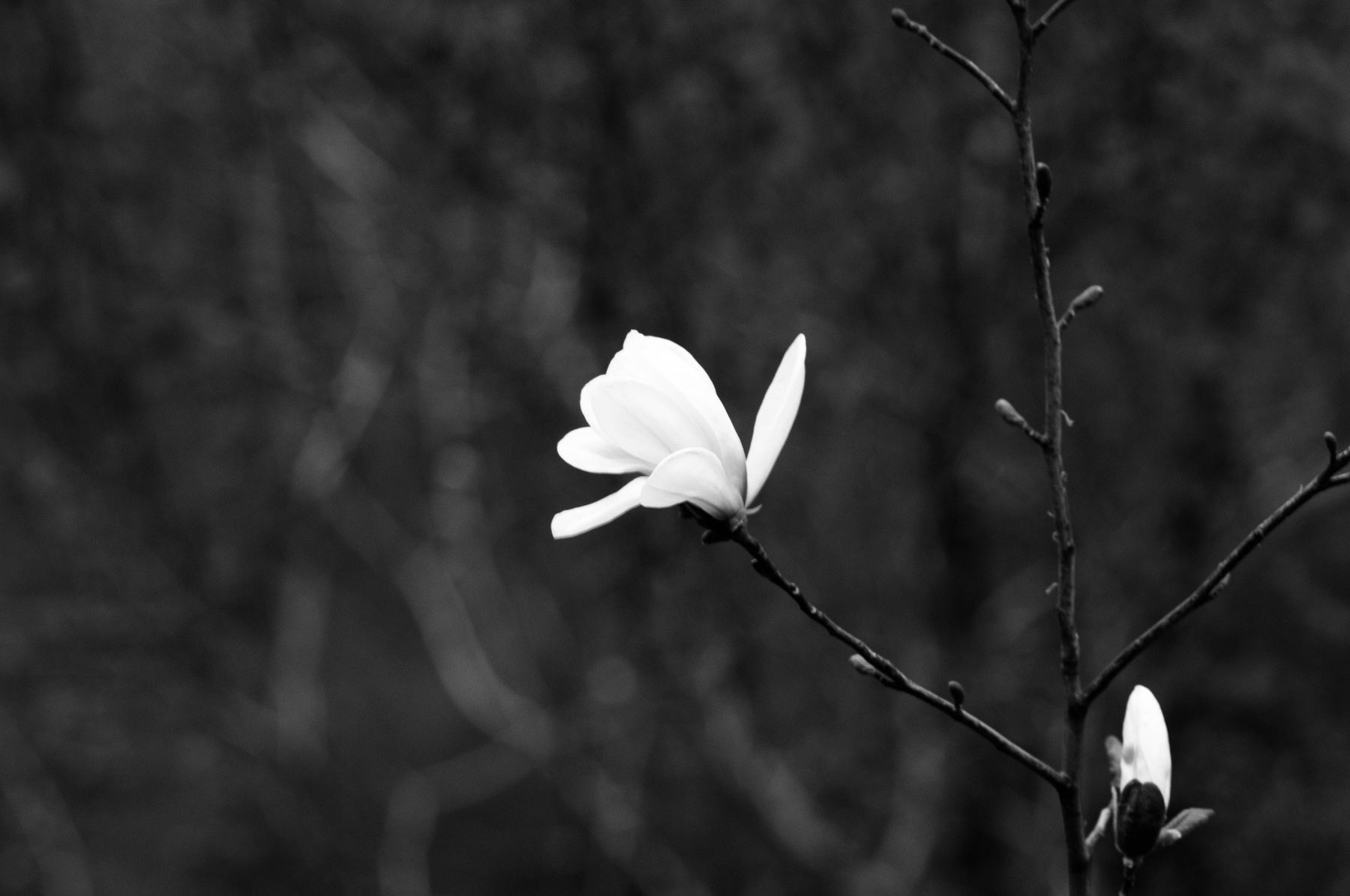 Magnolia 