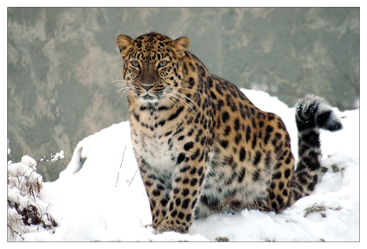 Мурррка Амурский леопард (она)