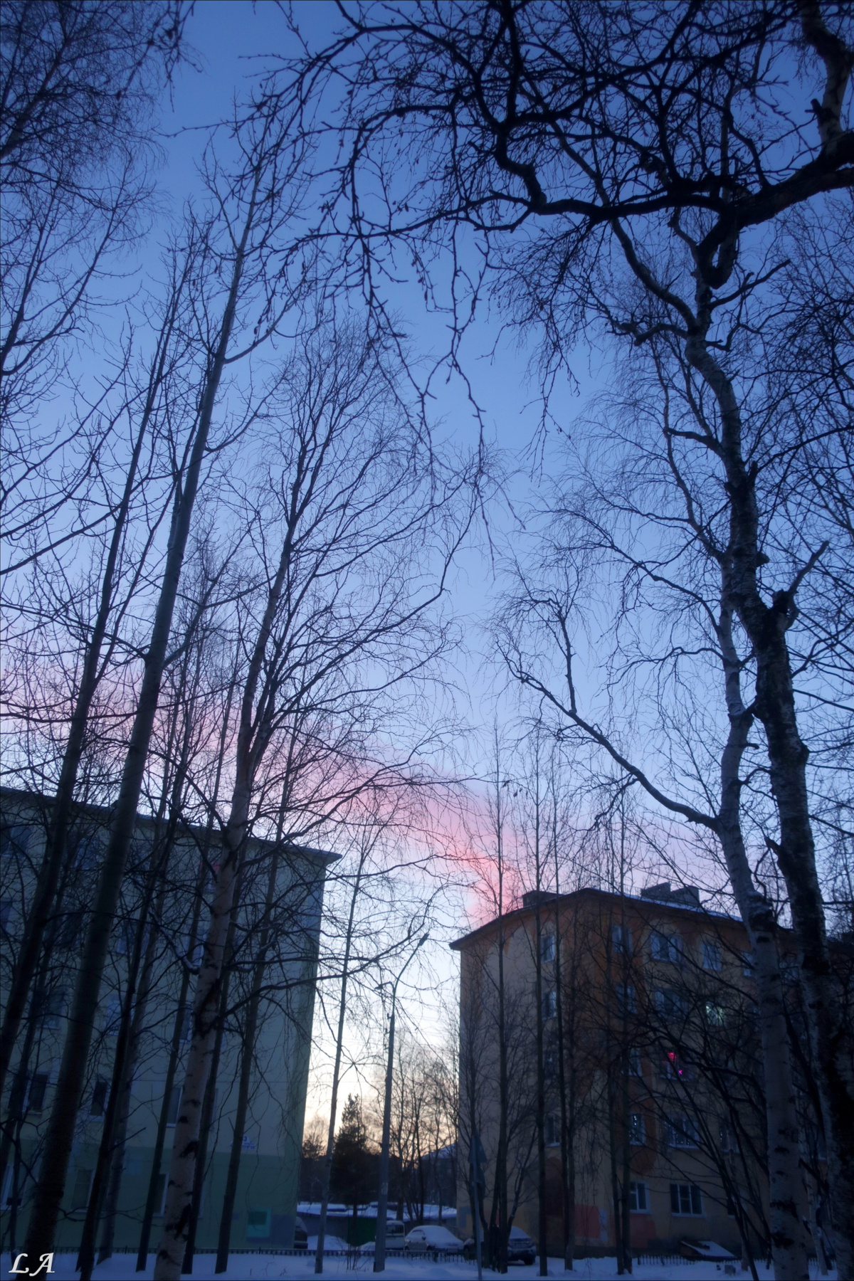 Деревья, дома, зима... НЕБО! фототренер Александр Мамакин Творческий Союз Снежный Лев Lihgra Advenyture Фото Светланы Мамакиной Путешествие Фотосайт Россия Север Заполярье Кольский полуостров Мурманская область Мончегорск проспект Металлургов деревья дома небо зима январь