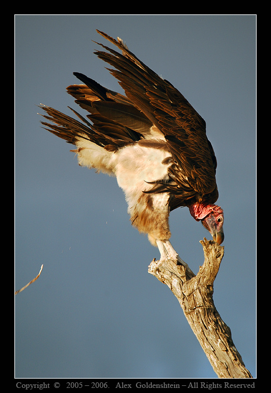 Ушастый гриф (Torgos tracheliotus). Ушастый-гриф Torgos-tracheliotus, Aфрика, Kения фотосафари