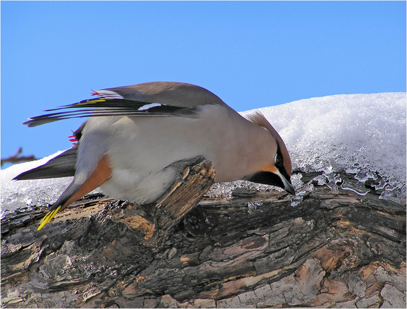 О пользе талой воды свиристель waxwing