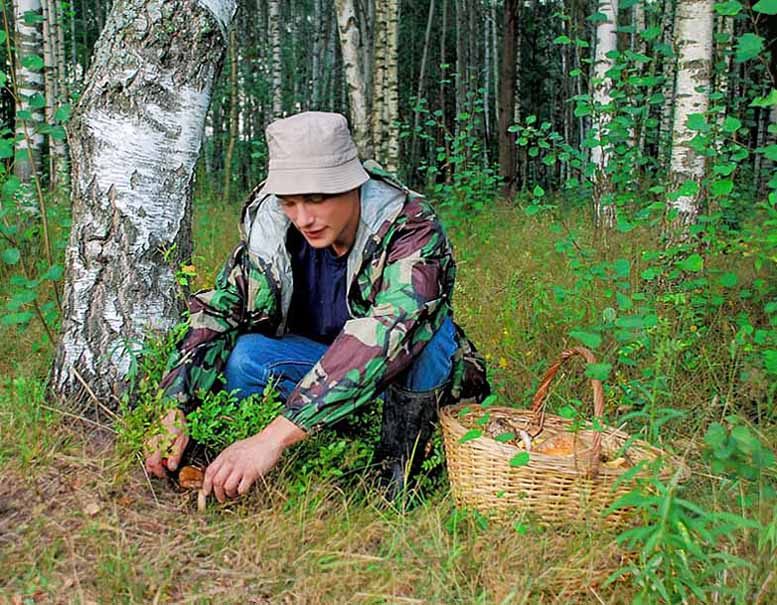 Грибное счастье грибник лес гриб