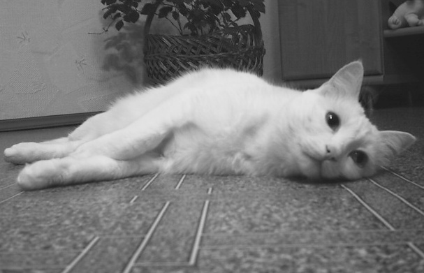 умирающий лебедь кошка