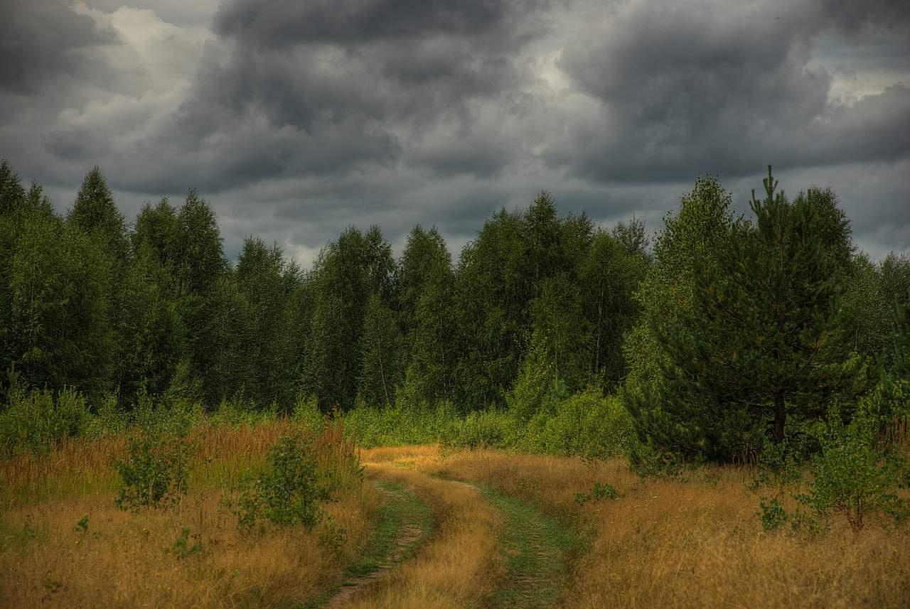 vilage road природа пейзаж лес обои дорога background