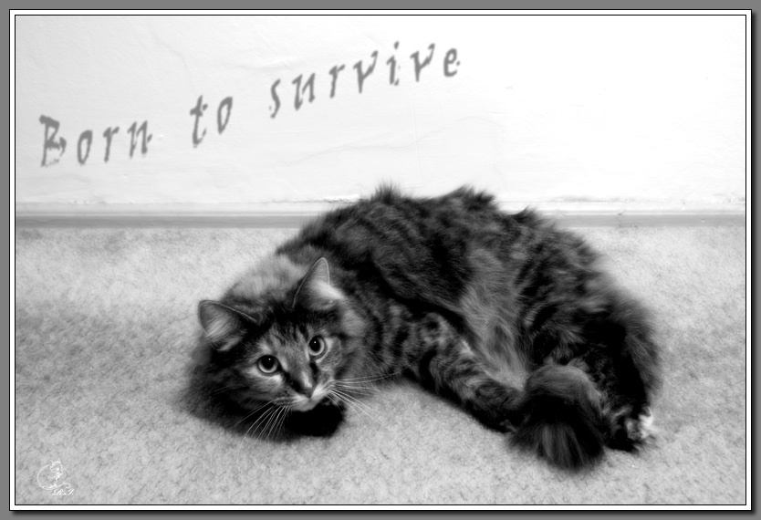 Born to survive... животные кошки