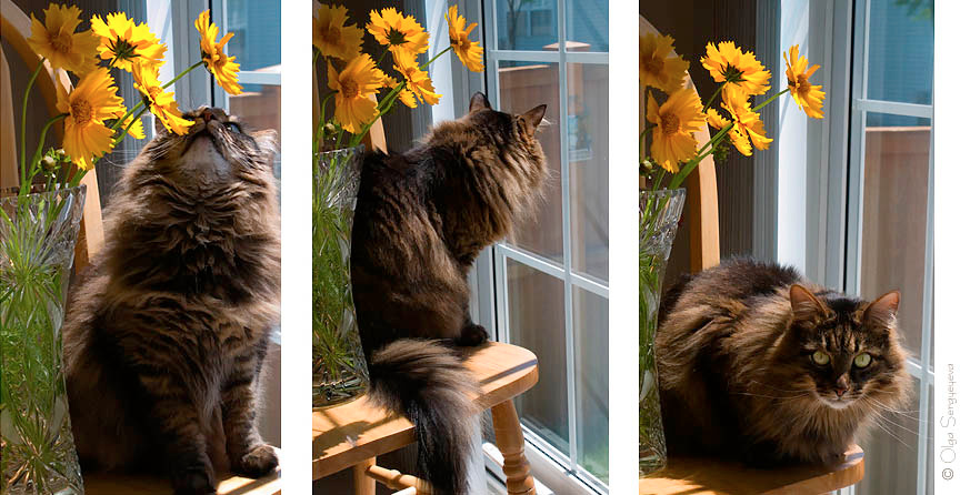 Про кота сибирский кот Кузя, ваза, цветы, окно