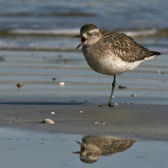 Зевунчик птица, тулес, black, bellied, plover, Texas