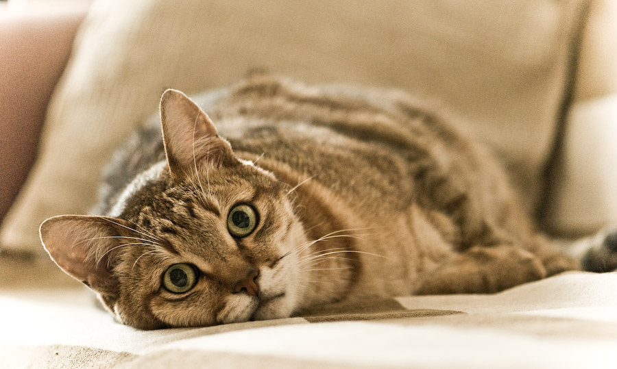 au cat