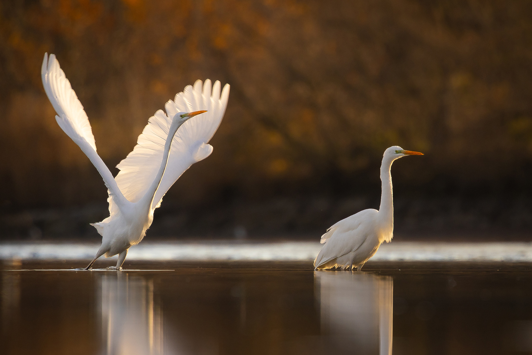 Herons 