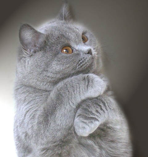 модель кошка