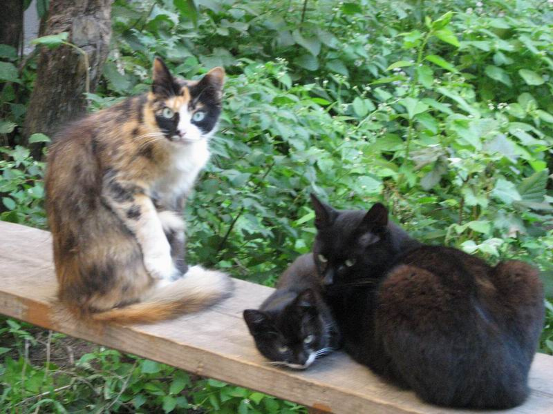 Дружная семейка кошки