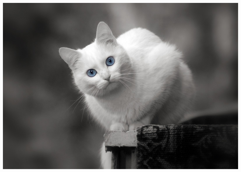 *** кошка