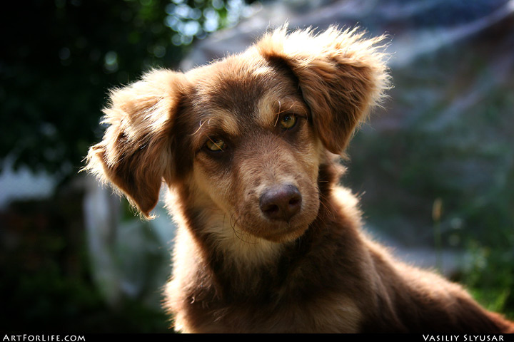 Hot Dog :) Dog, Пес, Деревня, Солнце