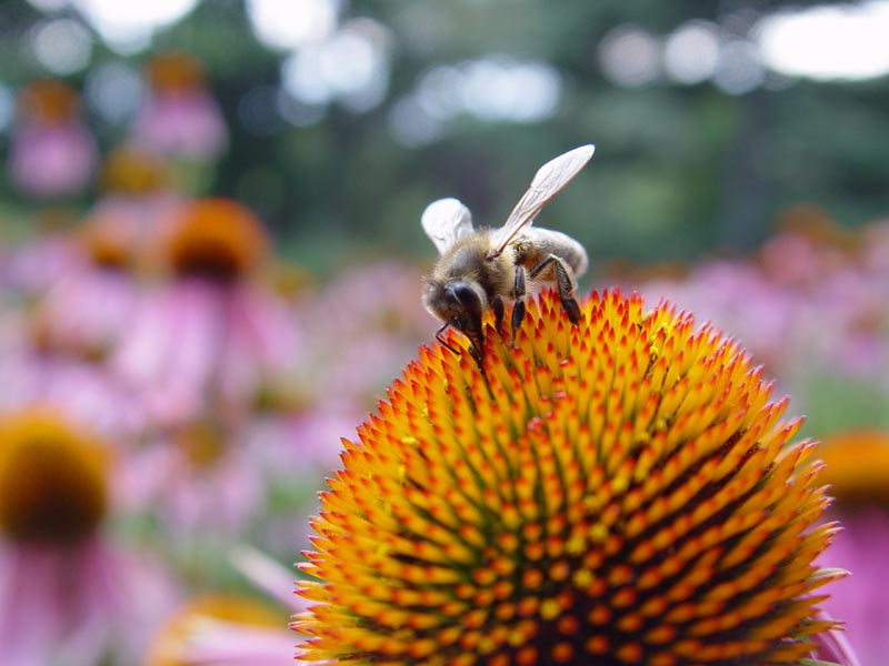 bee пчела