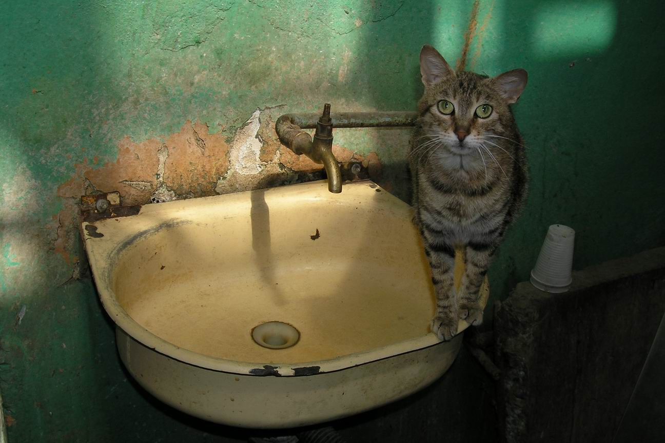 униженные и оскорбленные кот