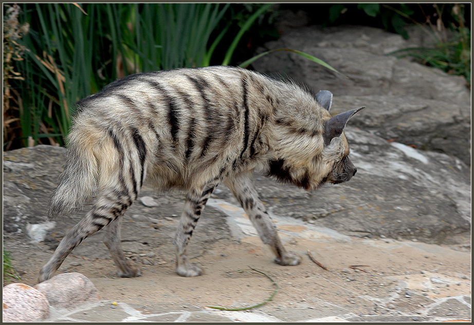 Ходим мы, по краю ходим мы... полосатая гиена Hyaena hyaena