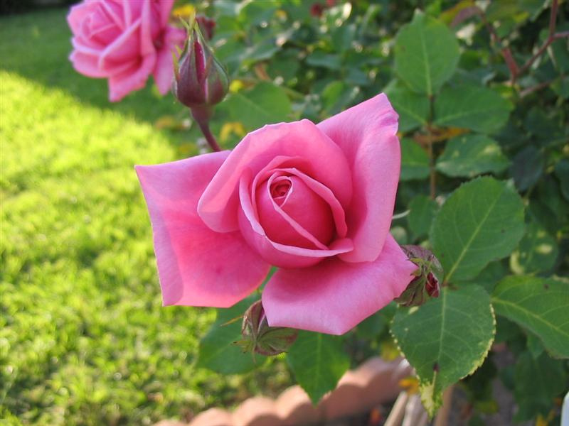 Roza 
