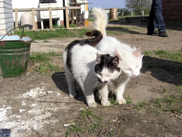 друзья друзья, кошки