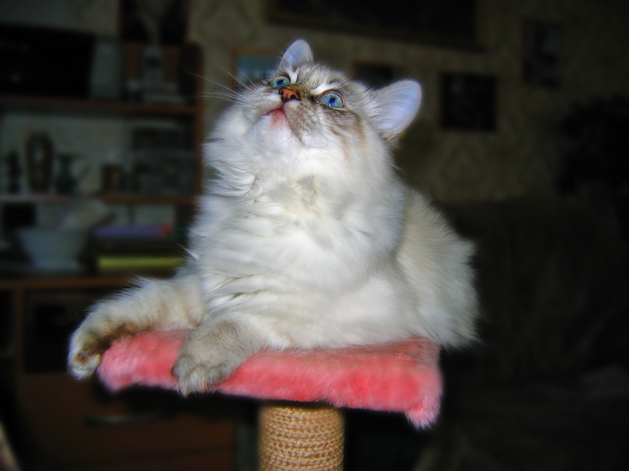 Наша Даша Кошка