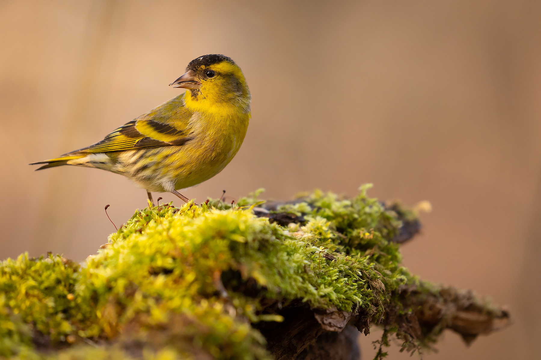 Siskin 