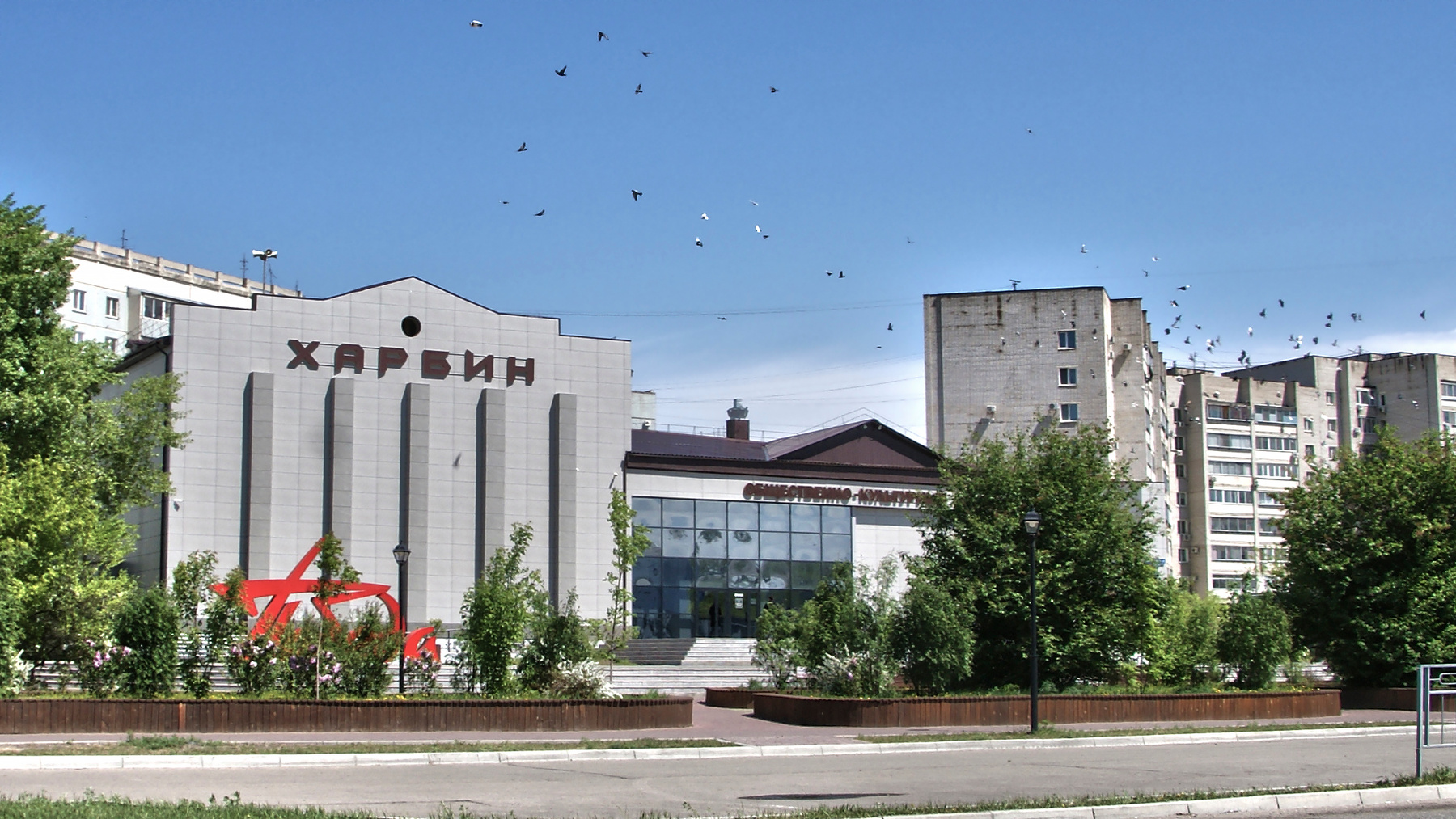 птицы над Харбином Амурская область Благовещенск Харбин птицы